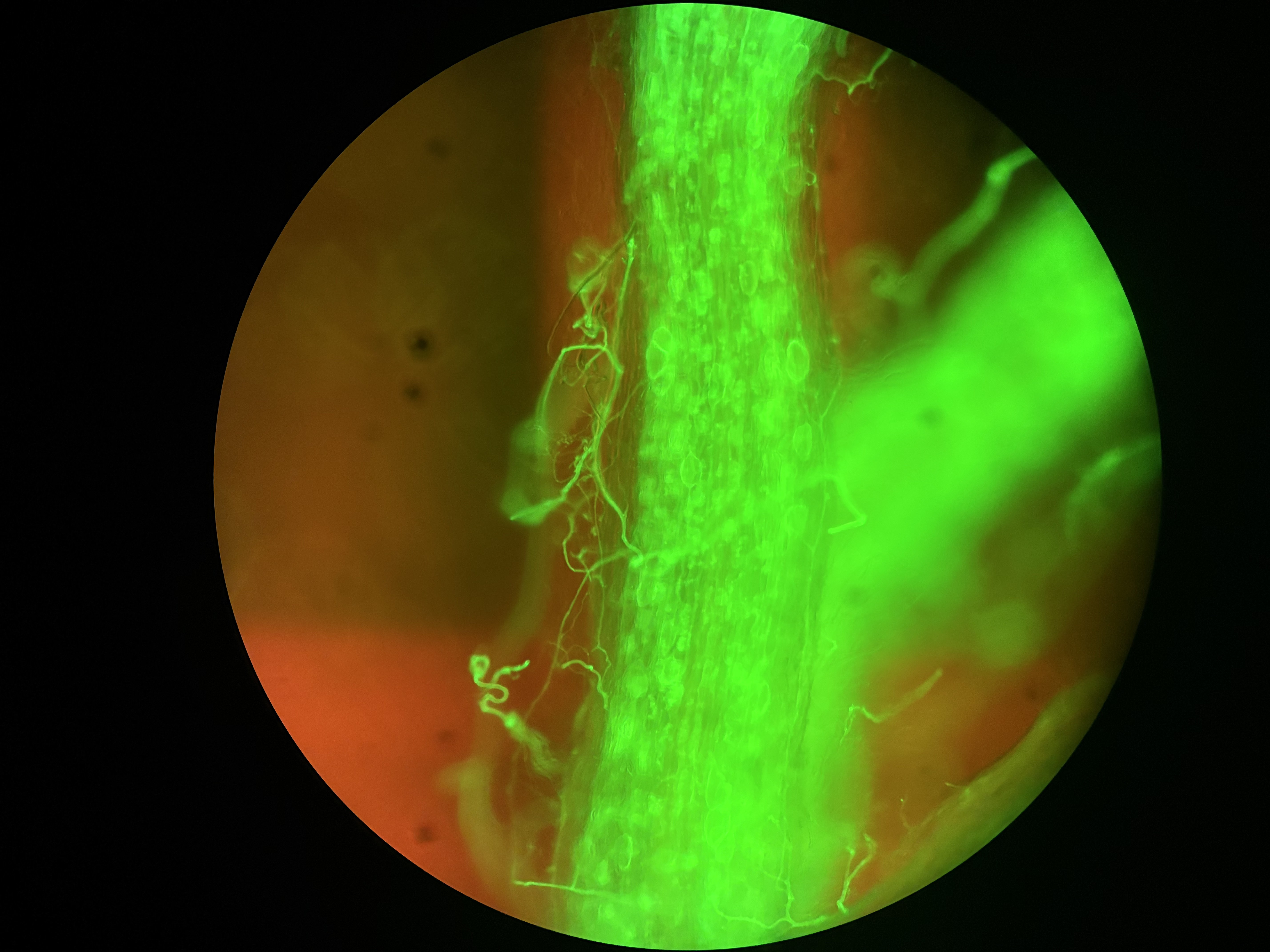 Mueller Lab — Salk Institute